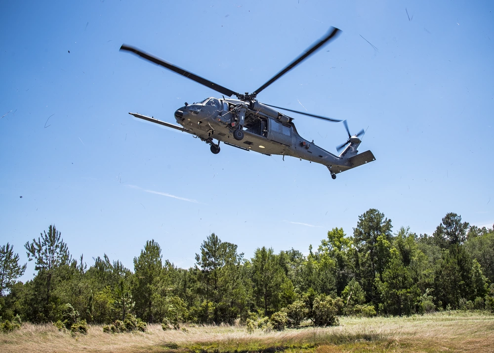 Pave hawk hovering over pine trees.