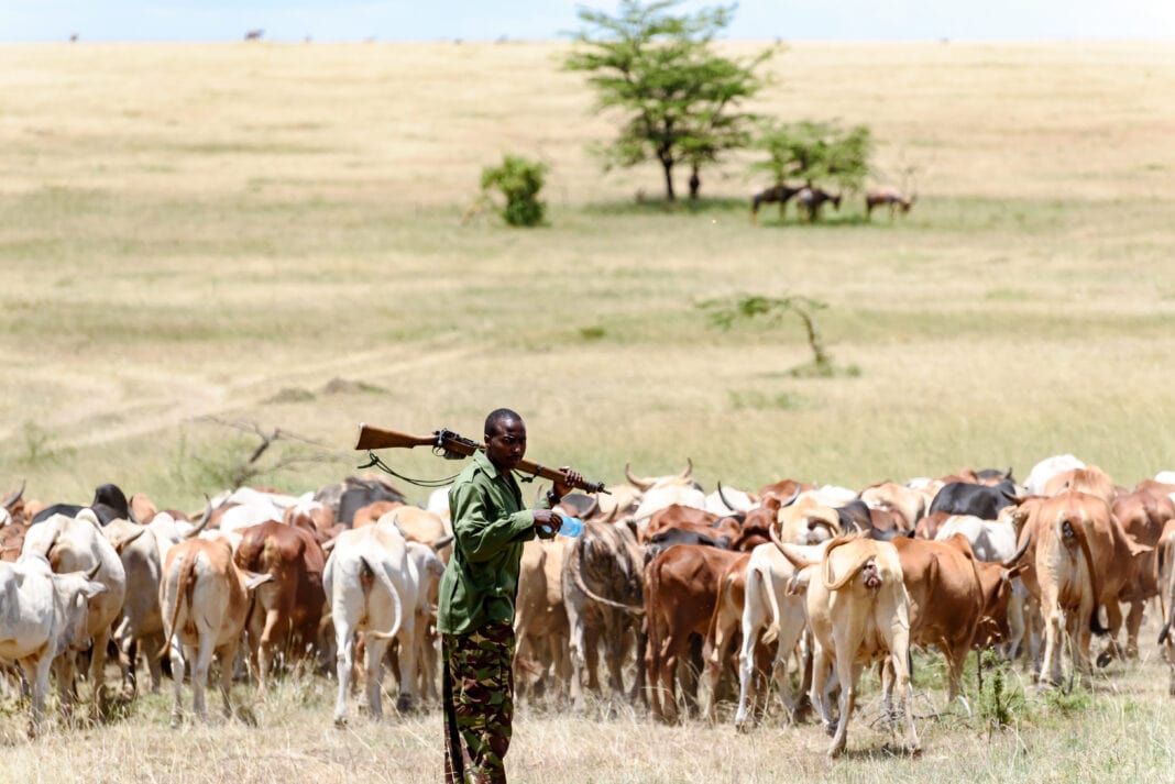Image shows a herder guarding his cattle in Kenya