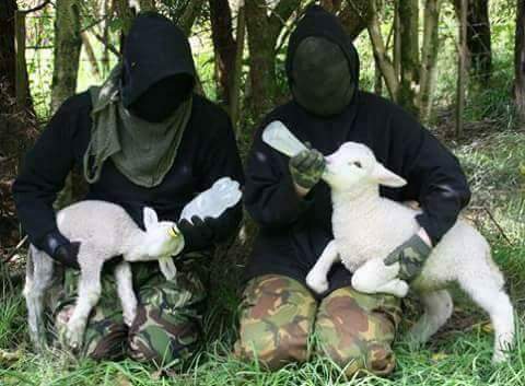 Vegan Extremism